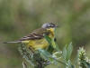 03Jul: Eastern Yellow Wagtail, Ice Cut, Mile 325
