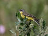 03Jul: Eastern Yellow Wagtail, Ice Cut, Mile 325