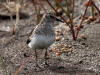 03Jul: Least Sandpiper, Mile 370