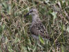 04Jul: Baird's Sandpiper, Lake Coleen, Deadhorse