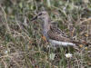 04Jul: Baird's Sandpiper, Lake Coleen, Deadhorse