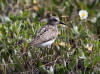 04Jul: Semipalmated Sandpiper, Lake Coleen, Deadhorse