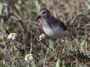 04Jul: Semipalmated Sandpiper, Lake Coleen, Deadhorse