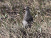 04Jul: Pectoral Sandpiper, Lake Colleen, Deadhorse