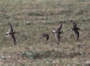 04Jul: Pectoral & Semipalmated Sandpipers, Lake Colleen