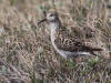 04Jul: Pectoral Sandpiper, Lake Colleen, Deadhorse