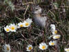 04Jul: Semipalmated Sandpiper chick, Lake Coleen, Deadhorse