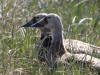 04Jul: Spectacled Eider, Deadhorse