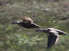 04Jul: Spectacled Eider, Deadhorse