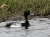 05Jul: Greater Scaup, Deadhorse