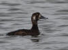 05Jul: Greater Scaup, Deadhorse