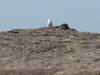 05Jul: Snowy Owl, Deadhorse