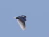 05Jul: Snowy Owl, Deadhorse