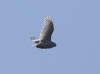 05Jul: Snowy Owl, Deadhorse