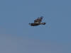 05Jul: Rough-legged Hawk, Mile 388
