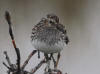 06Jul: Least Sandpiper, Sagavanirktok River, Mile 377