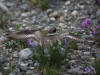 06Jul: Semipalmated Plover, Sag. River