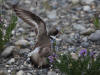 06Jul: Semipalmated Plover, Sag. River