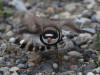 06Jul: Semipalmated Plover, Sag. River