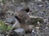 06Jul: Semipalmated Plover, Sag. River
