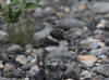 06Jul: Semipalmated Plover (chick), Sag. River, Mile 377