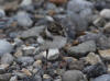 06Jul: Semipalmated Plover (chick), Sag. River, Mile 377