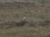 06Jul: Short-eared Owl, Mile 360