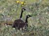 06Jul: Cackling Goose (Taverner's), Mile 339