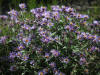 06Jul: Siberian Aster, Ice Cut, Mile 325