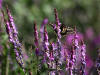 06Jul: Old World Swallowtail on Eskimo Potato, Ice Cut, Mile 325