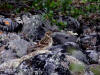 06Jul: Lapland Longspur (female), Toolik Lake, Mile 284