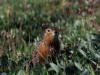 07Jul: Arctic Ground Squirrel, Mile 250