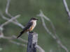 07Jul: Say's Phoebe, Chandalar River, Mile 239