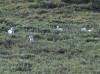 07Jul: Dall's Sheep, Mile 236