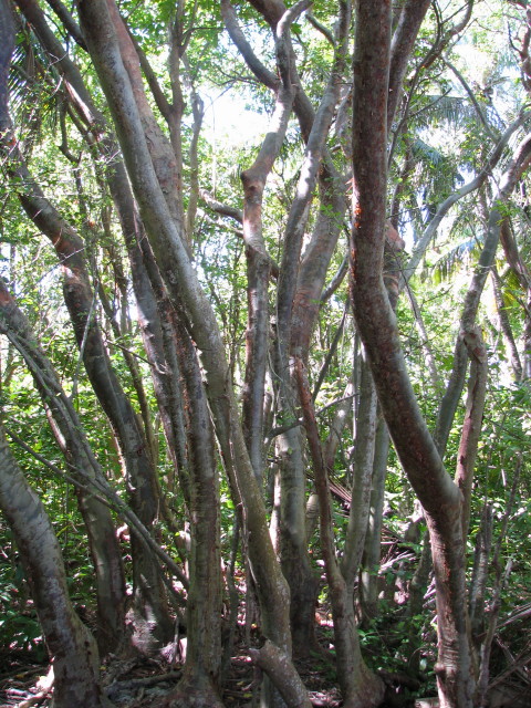 PhotoGallery Belize Trees A Birder s Guide To Belize